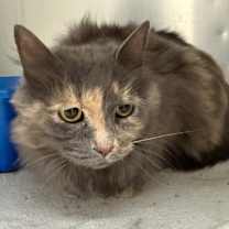 Thumbnail photo of Yodi #1