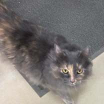 Thumbnail photo of Yodi #3