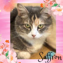 Thumbnail photo of Saffron #1