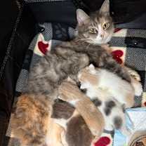 Thumbnail photo of Saffron #2