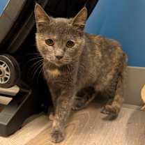 Thumbnail photo of Scarlet (C000-724) - City of Industry Location #1