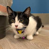 Thumbnail photo of Janis (C000-689) - City of Industry Location #3