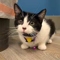 Thumbnail photo of Janis (C000-689) - City of Industry Location #4