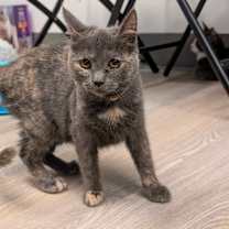 Thumbnail photo of Scarlet (C000-724) - City of Industry Location #2