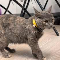 Thumbnail photo of Scarlet (C000-724) - City of Industry Location #3