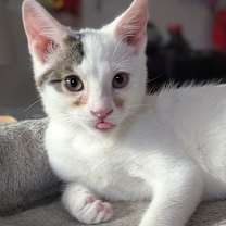 Thumbnail photo of Armageddon  #1