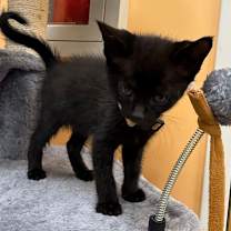 Thumbnail photo of Alexandria #3