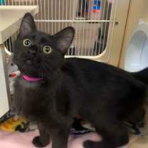 Thumbnail photo of Kloe #2