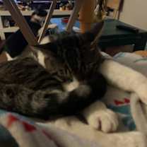 Thumbnail photo of Curry #3