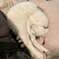 Thumbnail photo of Wilbur #3