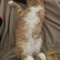 Thumbnail photo of Honey Bun #3