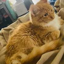 Thumbnail photo of Honey Bun #4