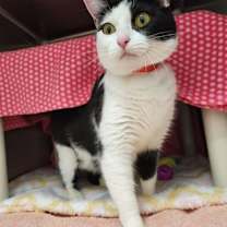 Thumbnail photo of Chloe-Anna #1