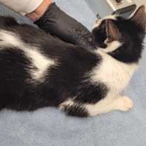 Thumbnail photo of Chloe-Anna #2