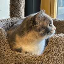 Thumbnail photo of Lil Puddy #2