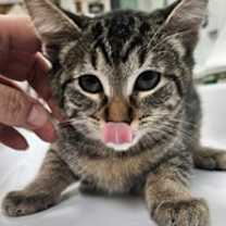 Thumbnail photo of Rufus #2