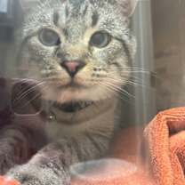 Thumbnail photo of Saint Nic #3