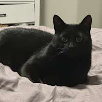 Thumbnail photo of Bubby #1