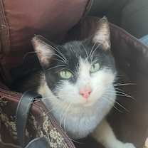 Thumbnail photo of Monroe #1