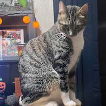 Thumbnail photo of Ruscoe #3