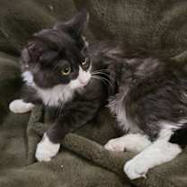 Thumbnail photo of Perdita Peapod #1