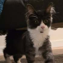 Thumbnail photo of Perdita Peapod #2