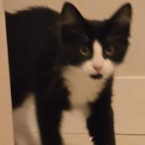 Thumbnail photo of Dinner Jacket Peapod #2