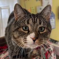 Thumbnail photo of Nibbler #1