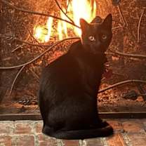 Thumbnail photo of Loki #1