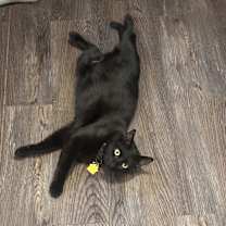 Thumbnail photo of Loki #2