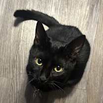 Thumbnail photo of Loki #3