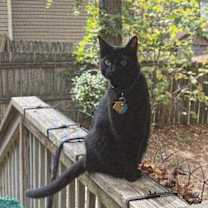 Thumbnail photo of Loki #4