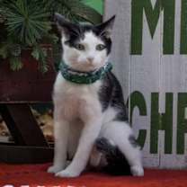 Thumbnail photo of Q-tip #1