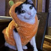 Thumbnail photo of Q-tip #2