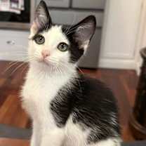 Thumbnail photo of Q-tip #3