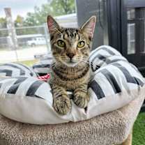 Thumbnail photo of Axel #1