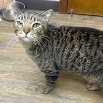 Thumbnail photo of Grover #1