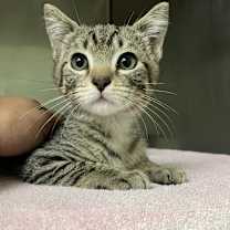 Thumbnail photo of Grover #2