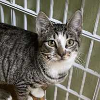 Thumbnail photo of Sage #2