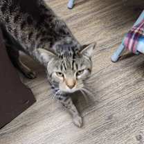 Thumbnail photo of Grover #3