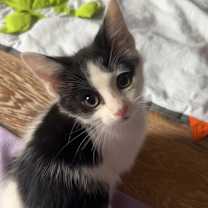 Thumbnail photo of Grinch #1