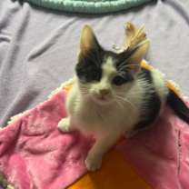 Thumbnail photo of Grinch #2