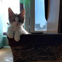 Thumbnail photo of Pigpen #4