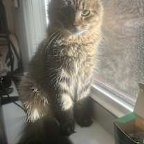 Thumbnail photo of Remi #1