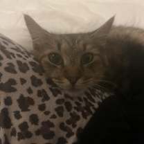 Thumbnail photo of Remi #2