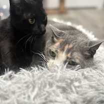 Thumbnail photo of Stella #2