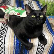 Thumbnail photo of Midnight #1