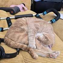 Thumbnail photo of Johoney #1