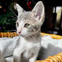 Thumbnail photo of Monet #2