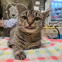 Thumbnail photo of Nutmeg #4